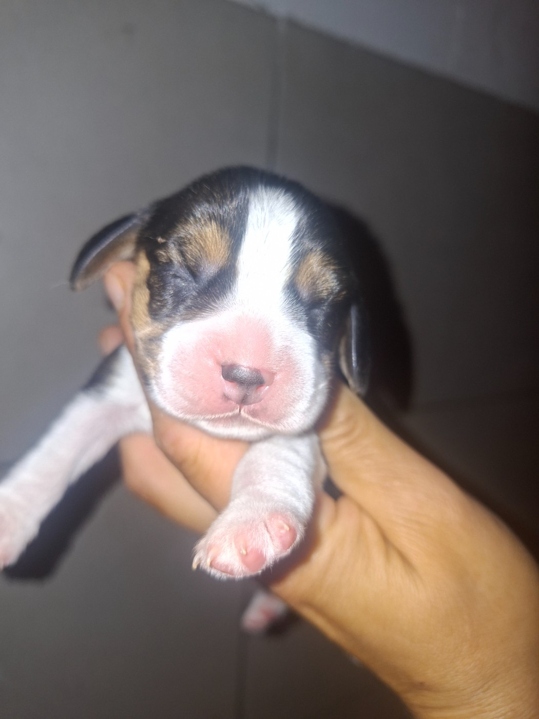 de la vallée du grand loup - Chiots disponibles - Beagle