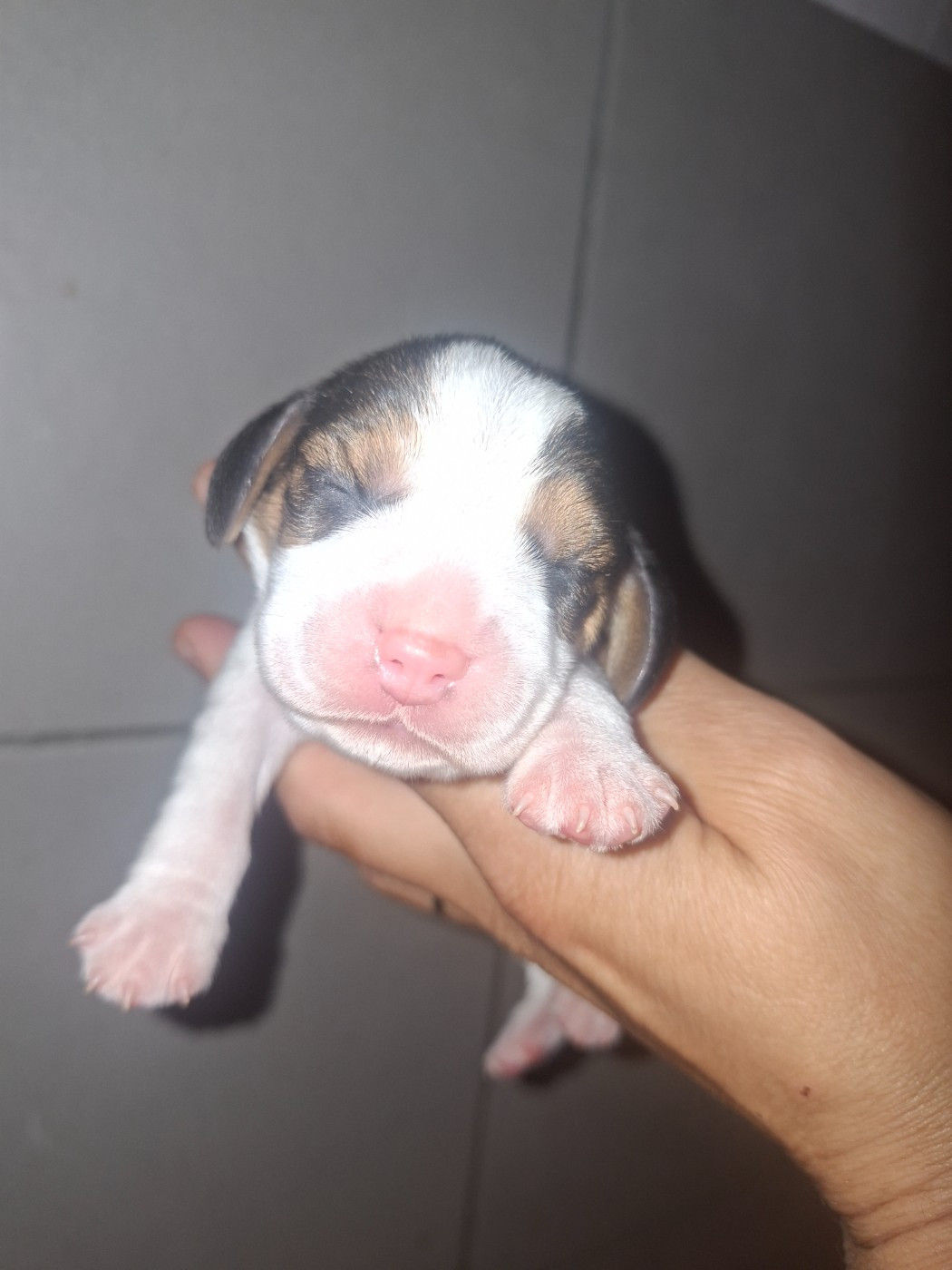 de la vallée du grand loup - Chiots disponibles - Beagle