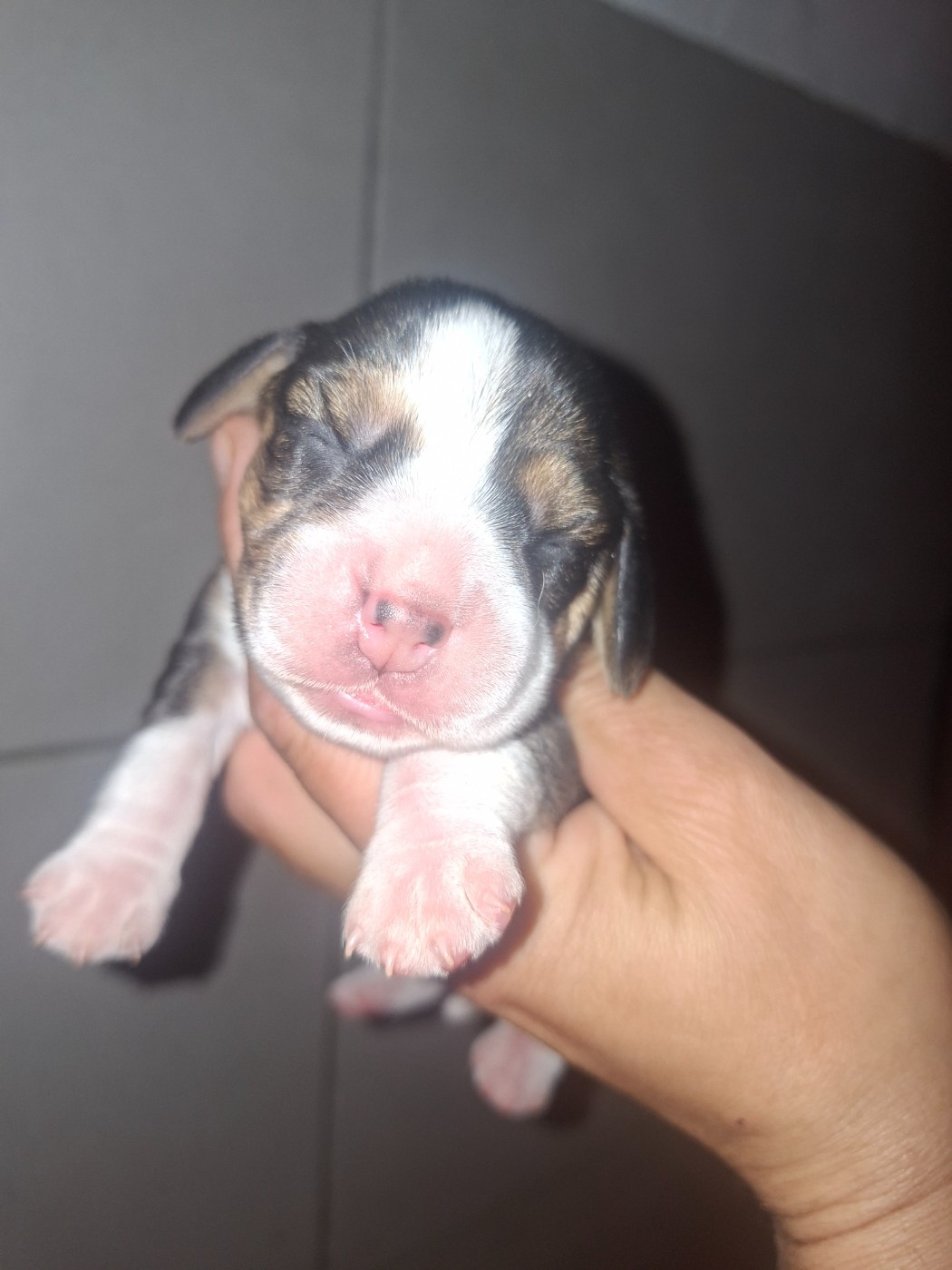 de la vallée du grand loup - Chiots disponibles - Beagle