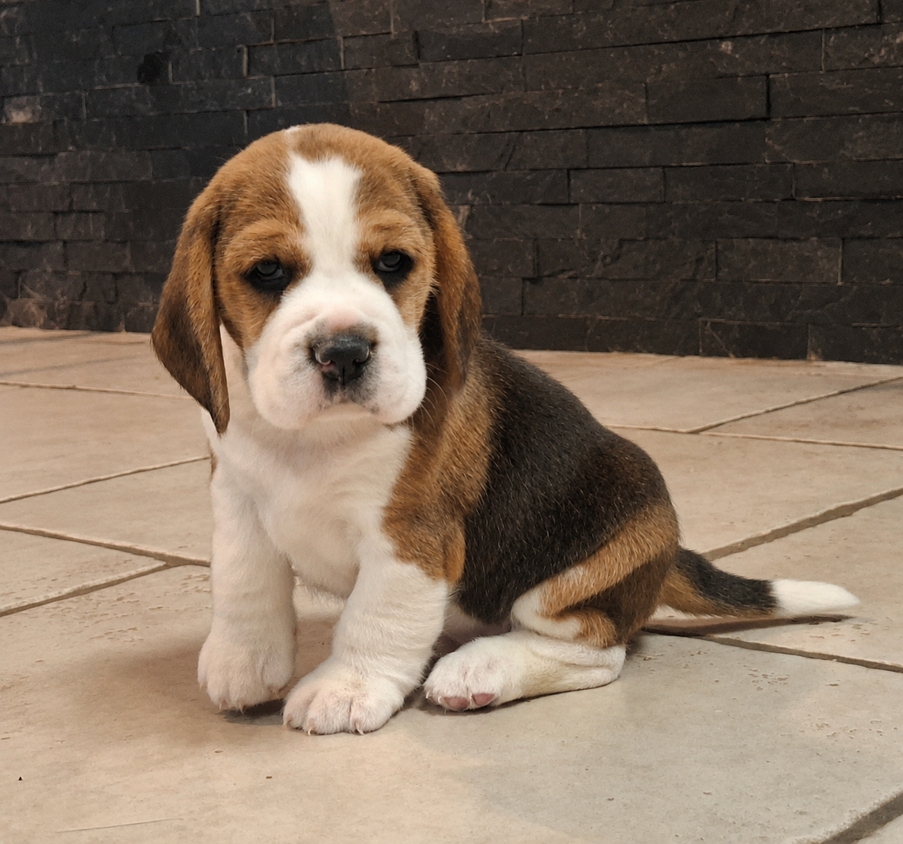 de la vallée du grand loup - Chiots disponibles - Beagle