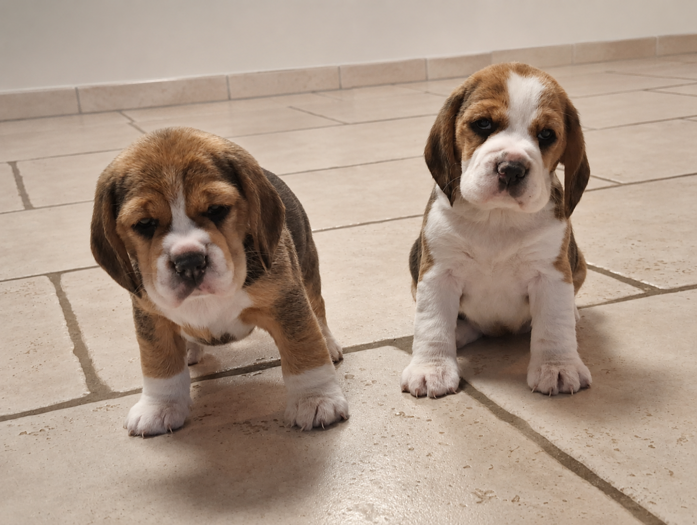 Chiot Beagle de la vallée du grand loup