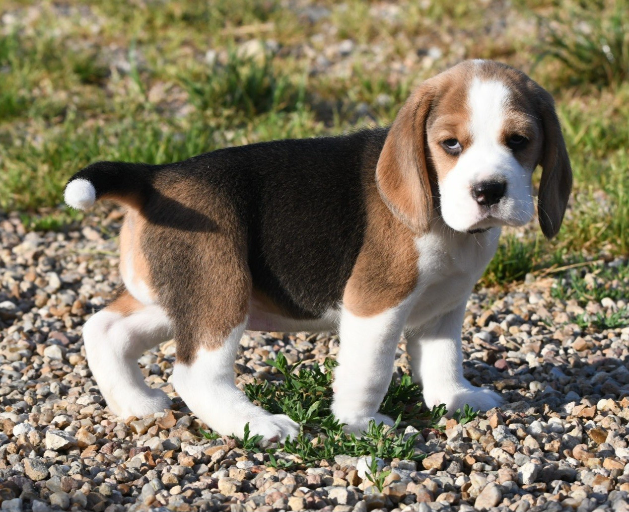de la vallée du grand loup - Chiots disponibles - Beagle