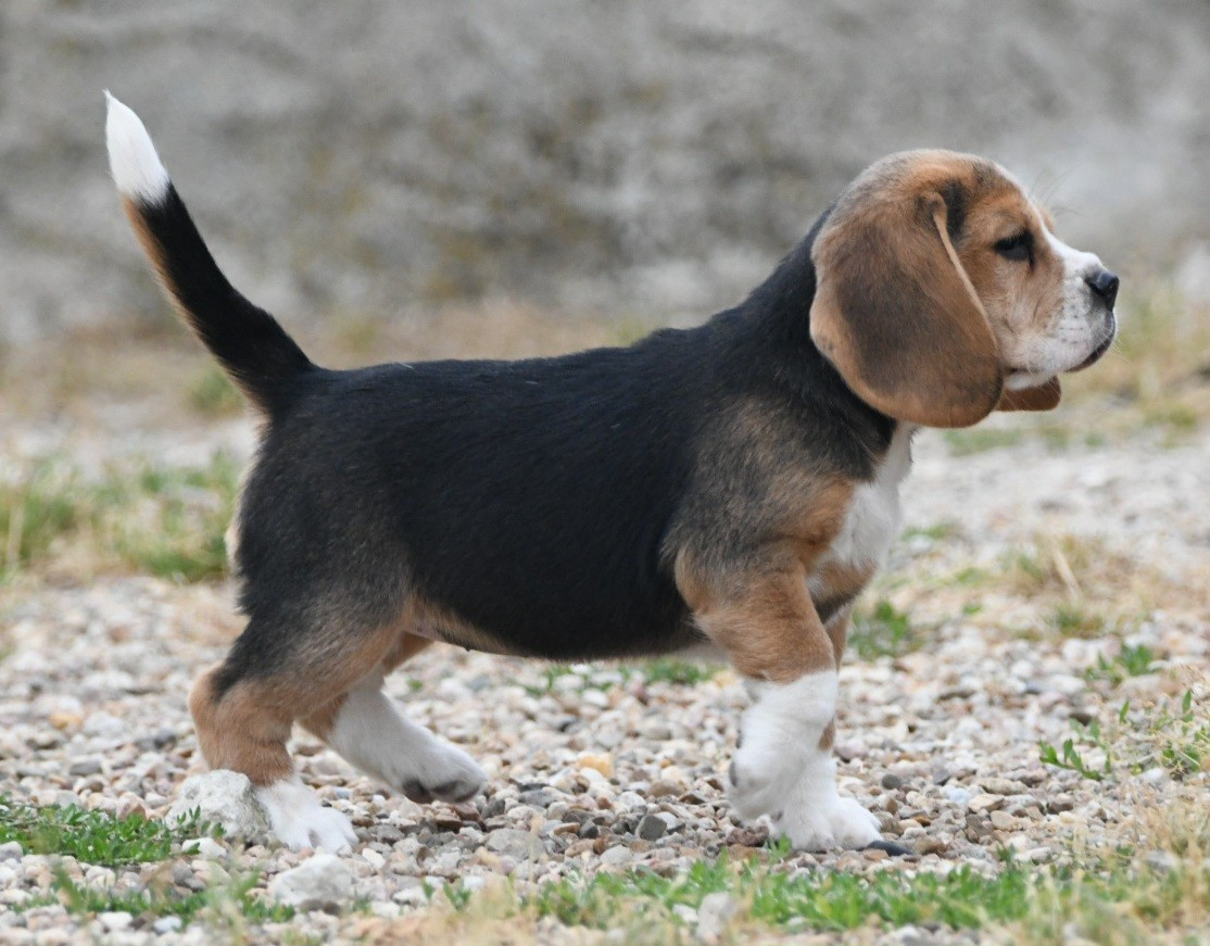 de la vallée du grand loup - Chiots disponibles - Beagle