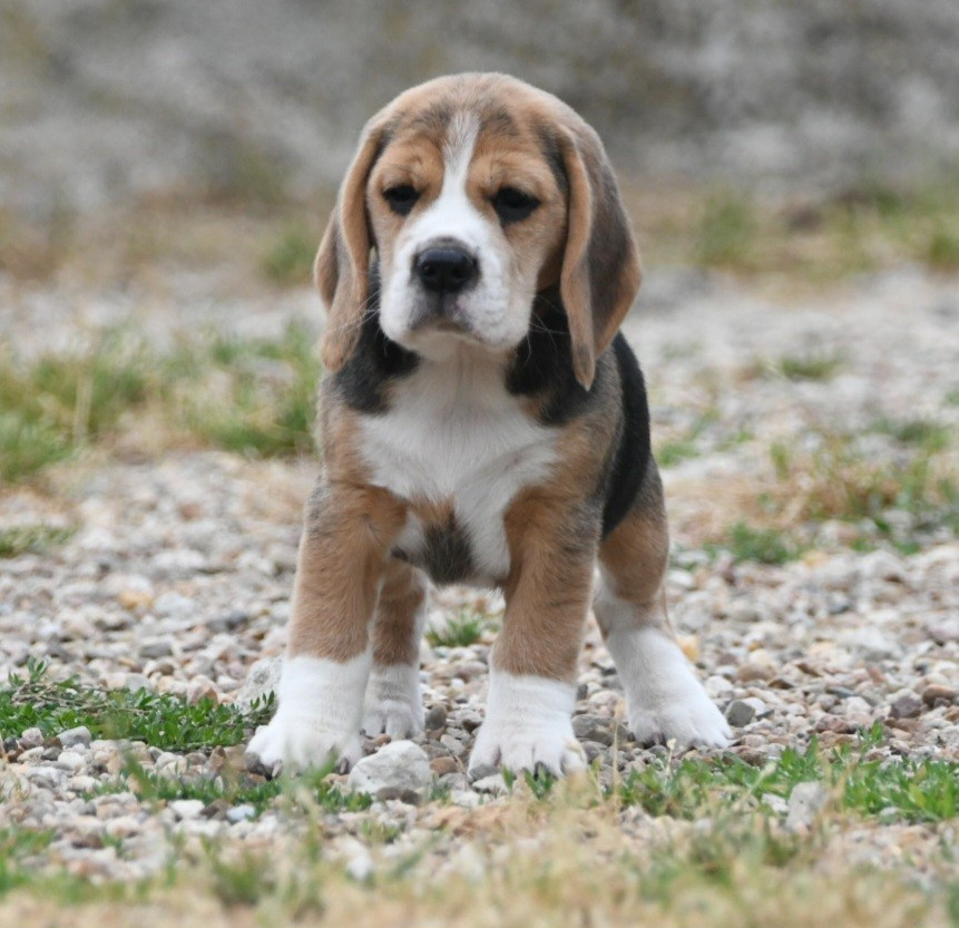 de la vallée du grand loup - Chiots disponibles - Beagle