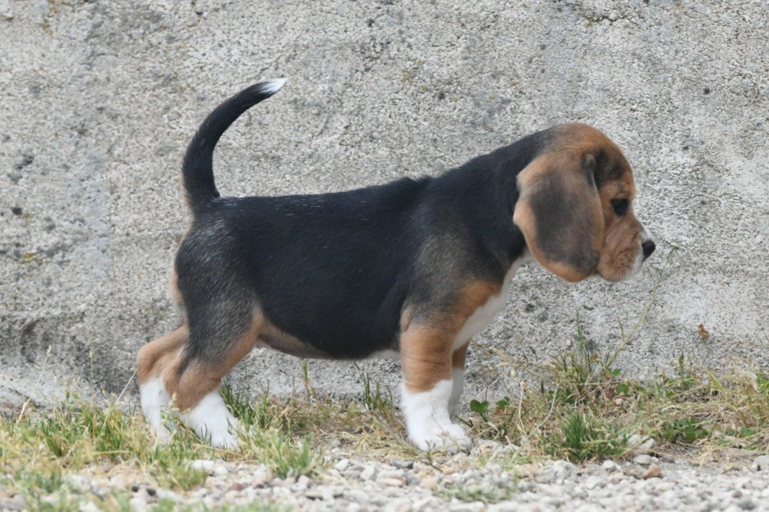 de la vallée du grand loup - Chiots disponibles - Beagle