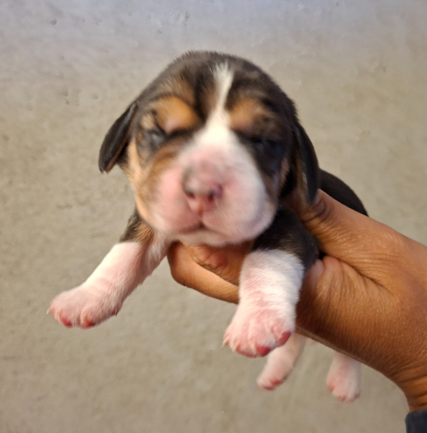 de la vallée du grand loup - Chiots disponibles - Beagle