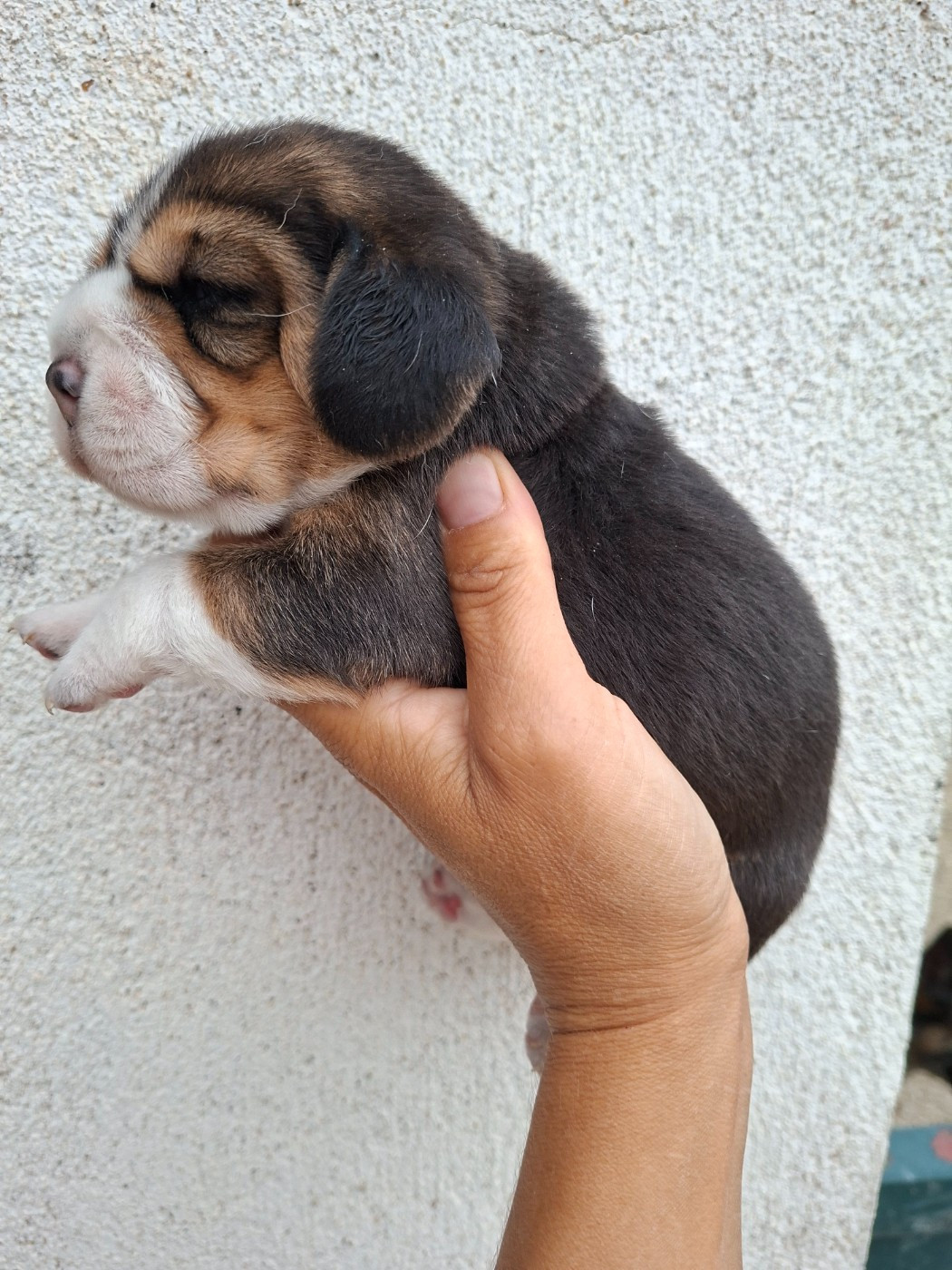 CHIOT 1