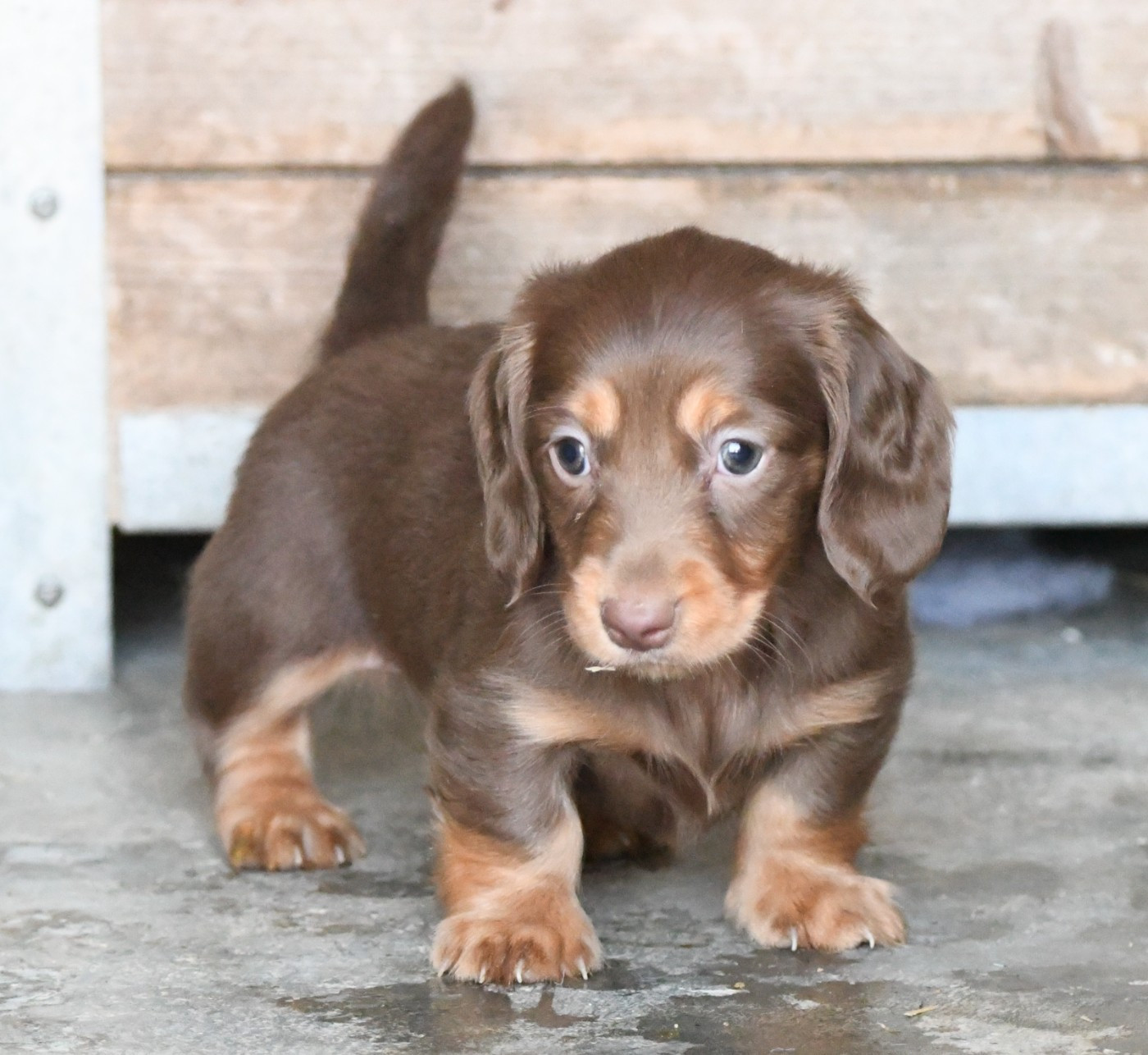 de la vallée du grand loup - Chiots disponibles - Teckel poil long