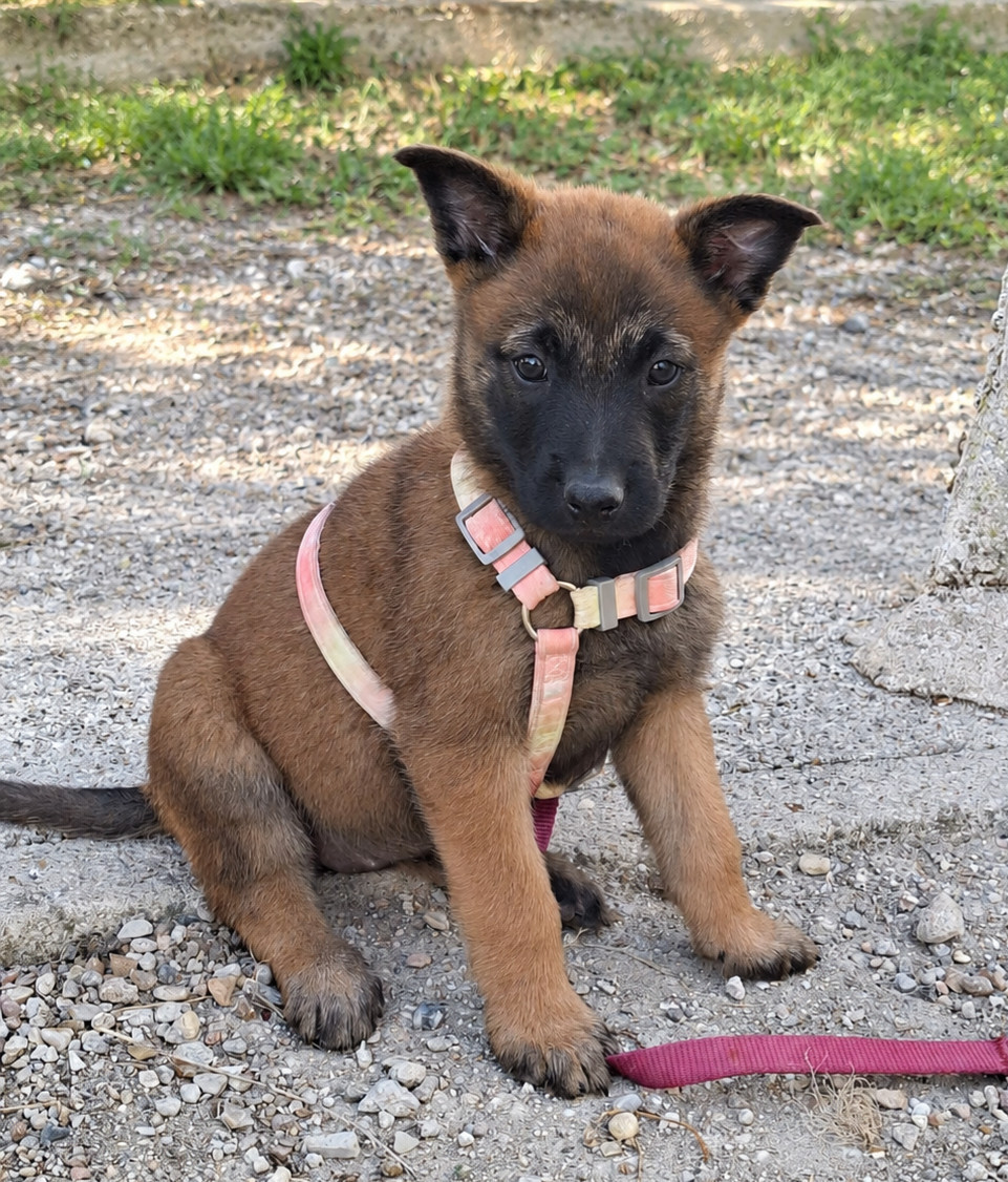 de la vallée du grand loup - Chiots disponibles - Berger Belge
