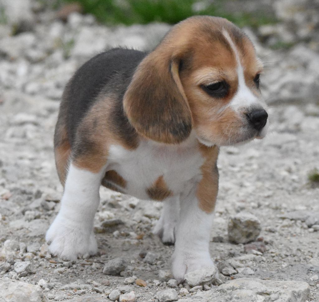 de la vallée du grand loup - Chiots disponibles - Beagle