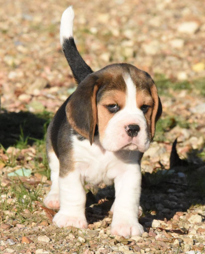 de la vallée du grand loup - Chiots disponibles - Beagle