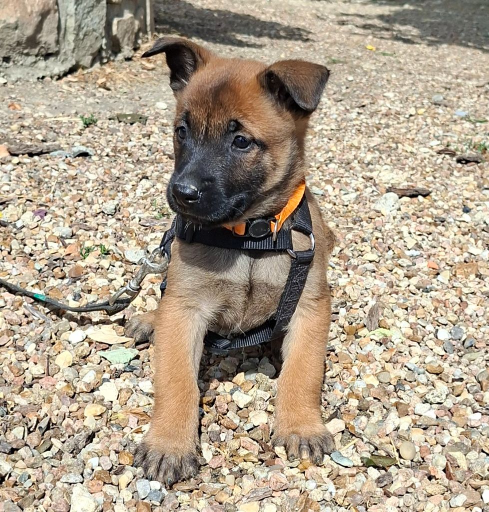 de la vallée du grand loup - Chiots disponibles - Berger Belge