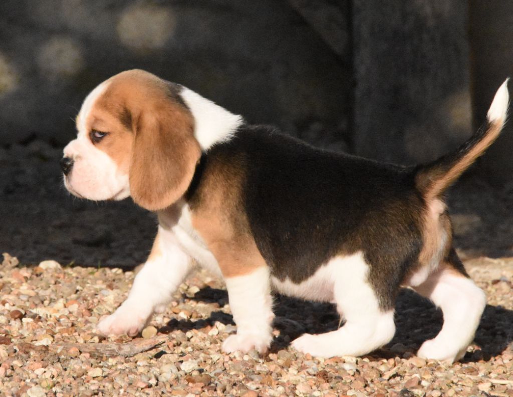 de la vallée du grand loup - Chiots disponibles - Beagle