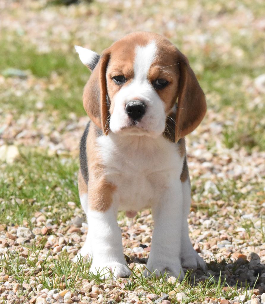 de la vallée du grand loup - Chiots disponibles - Beagle