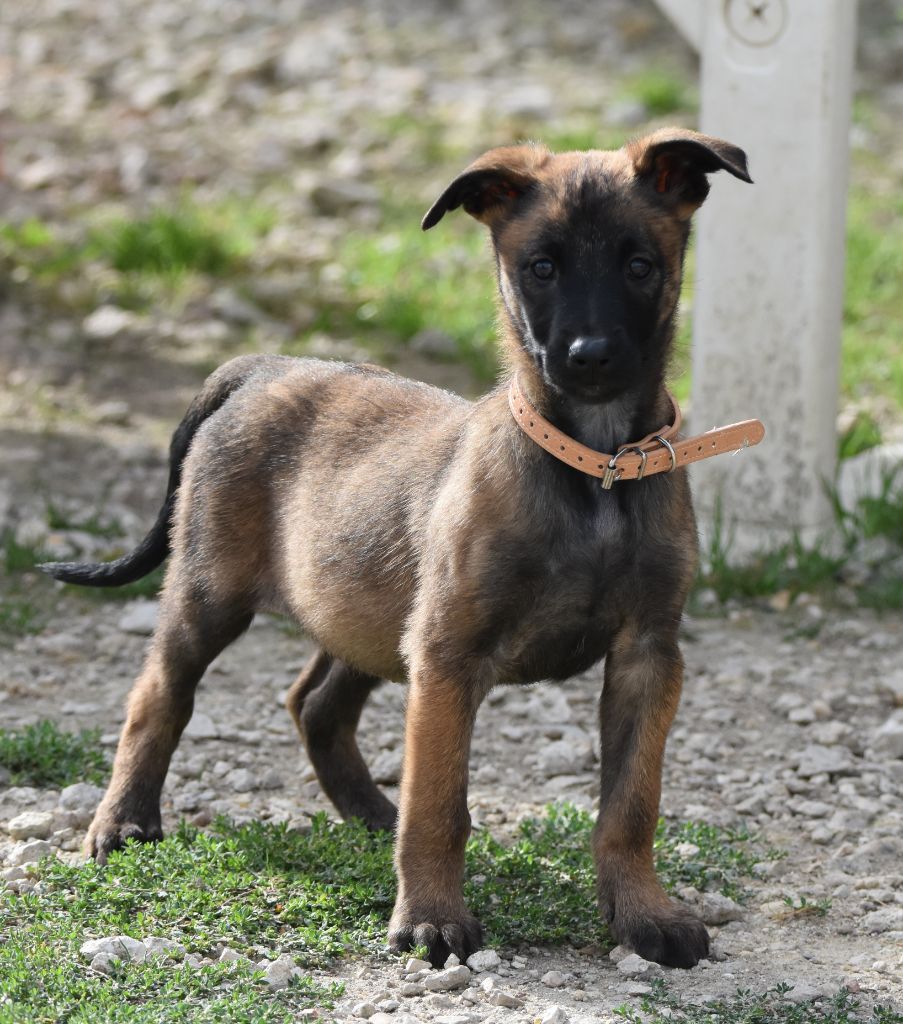 de la vallée du grand loup - Chiots disponibles - Berger Belge