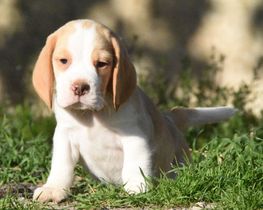 de la vallée du grand loup - Chiots disponibles - Beagle