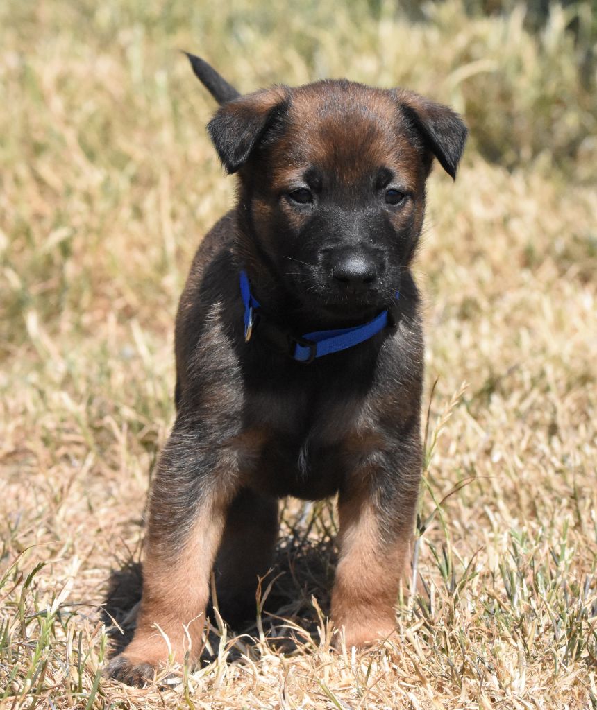 de la vallée du grand loup - Chiots disponibles - Berger Belge
