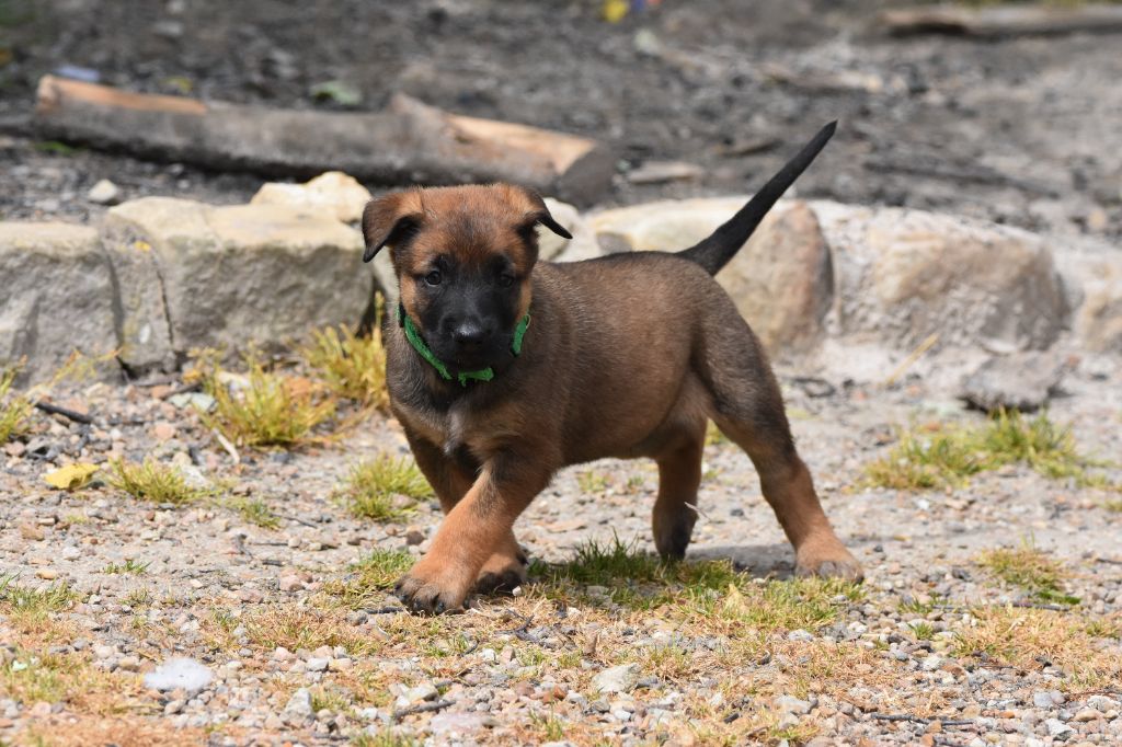 de la vallée du grand loup - Chiots disponibles - Berger Belge