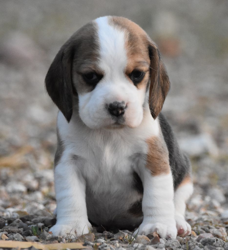 de la vallée du grand loup - Chiots disponibles - Beagle