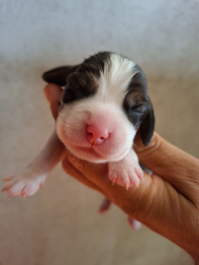 de la vallée du grand loup - Chiots disponibles - Beagle