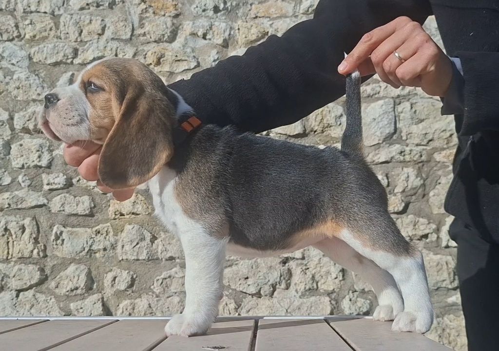 de la vallée du grand loup - Chiots disponibles - Beagle