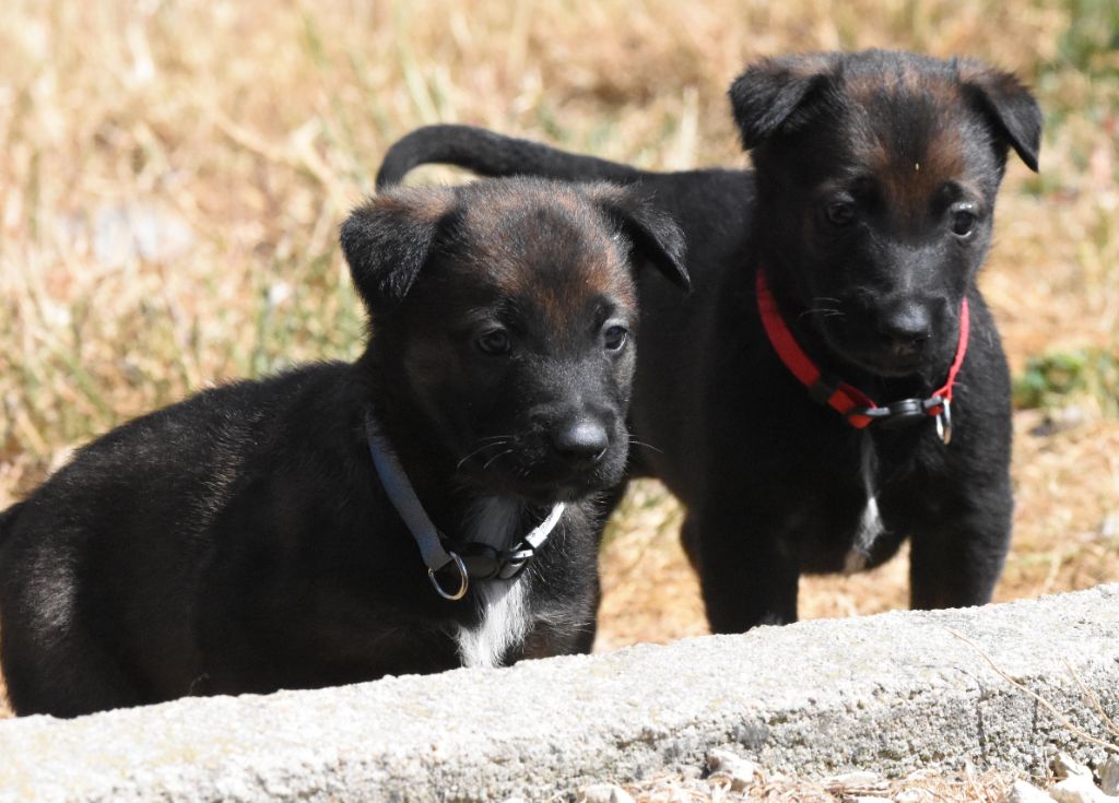 de la vallée du grand loup - Chiots disponibles - Berger Belge