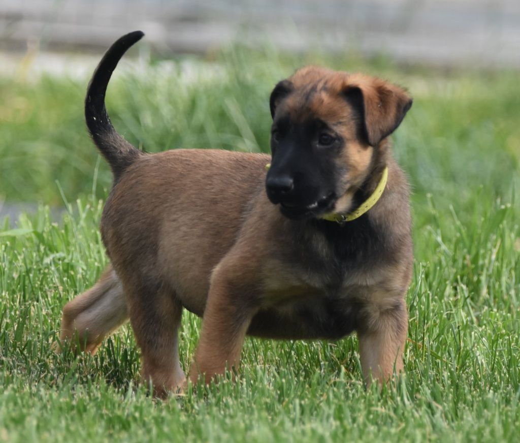 de la vallée du grand loup - Chiots disponibles - Berger Belge