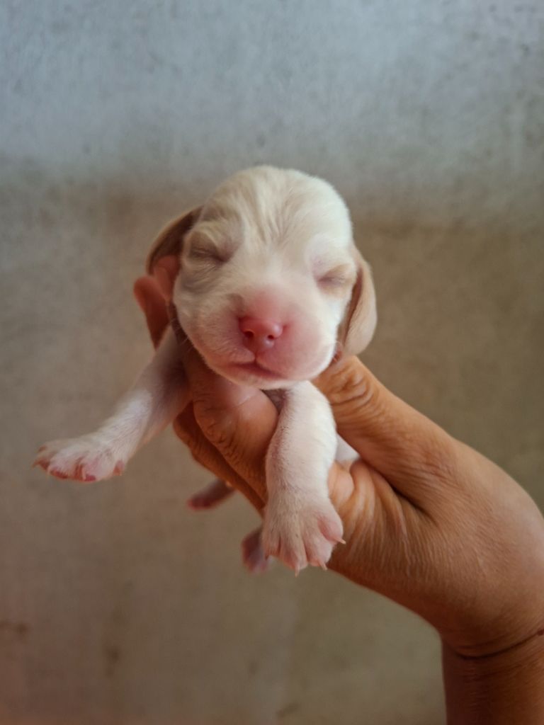 de la vallée du grand loup - Chiots disponibles - Beagle