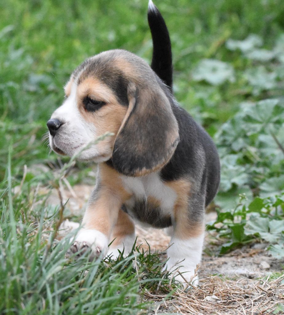 de la vallée du grand loup - Chiots disponibles - Beagle