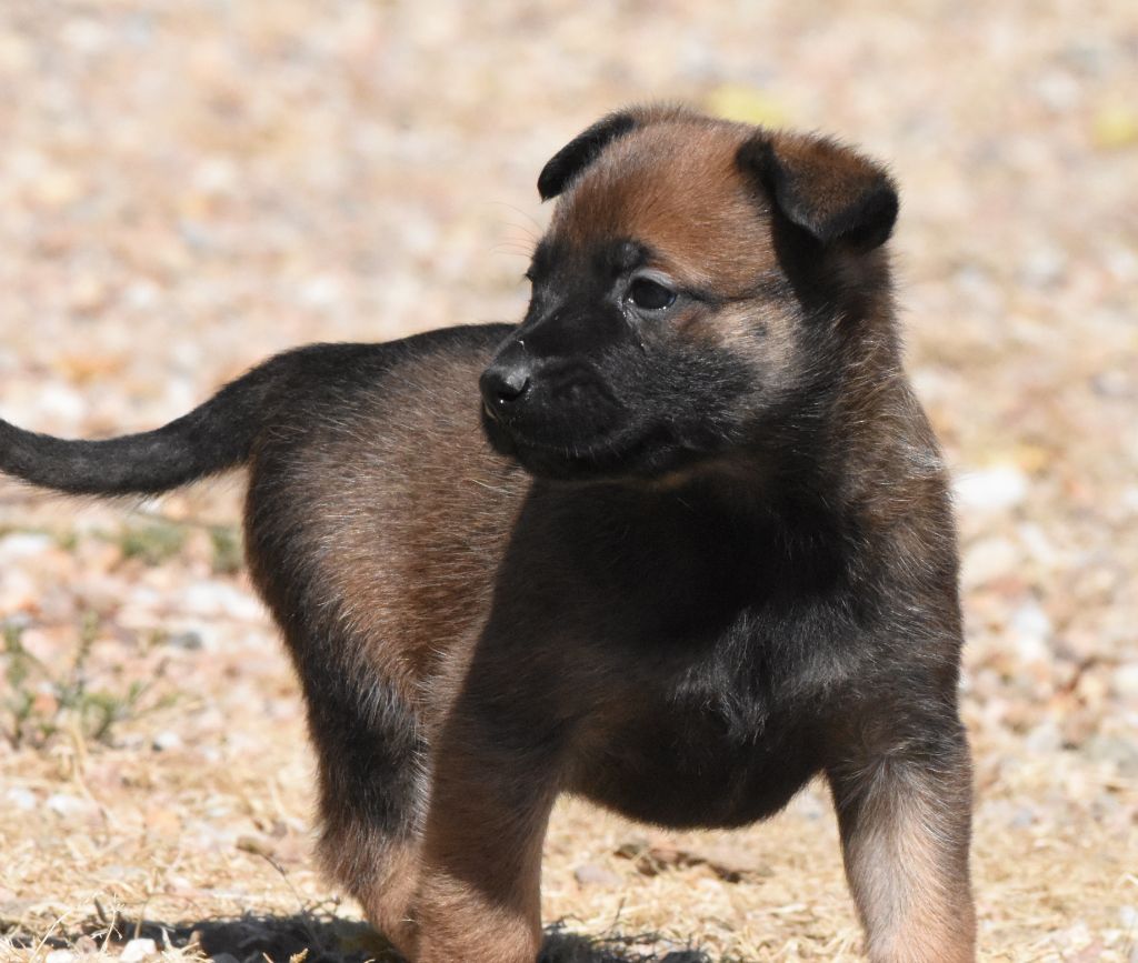 de la vallée du grand loup - Chiots disponibles - Berger Belge