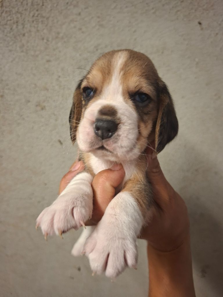 de la vallée du grand loup - Chiots disponibles - Beagle