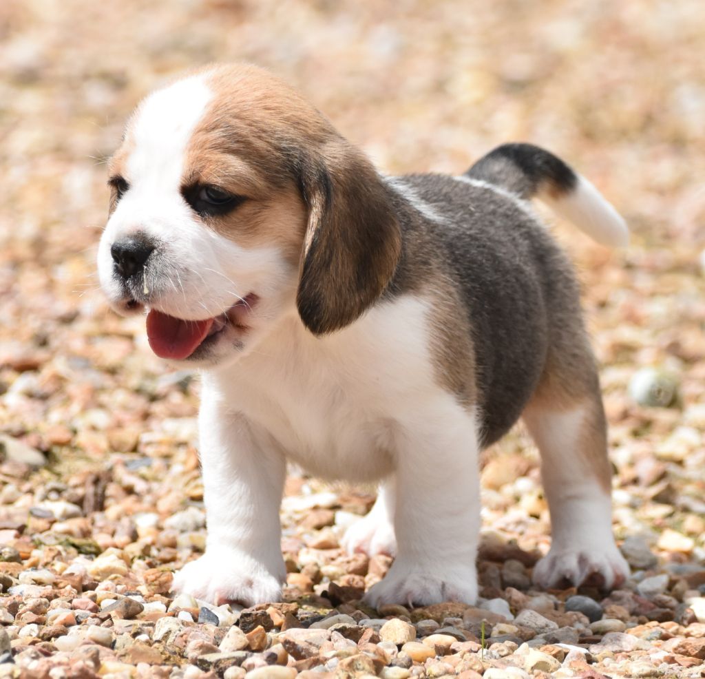 de la vallée du grand loup - Chiots disponibles - Beagle
