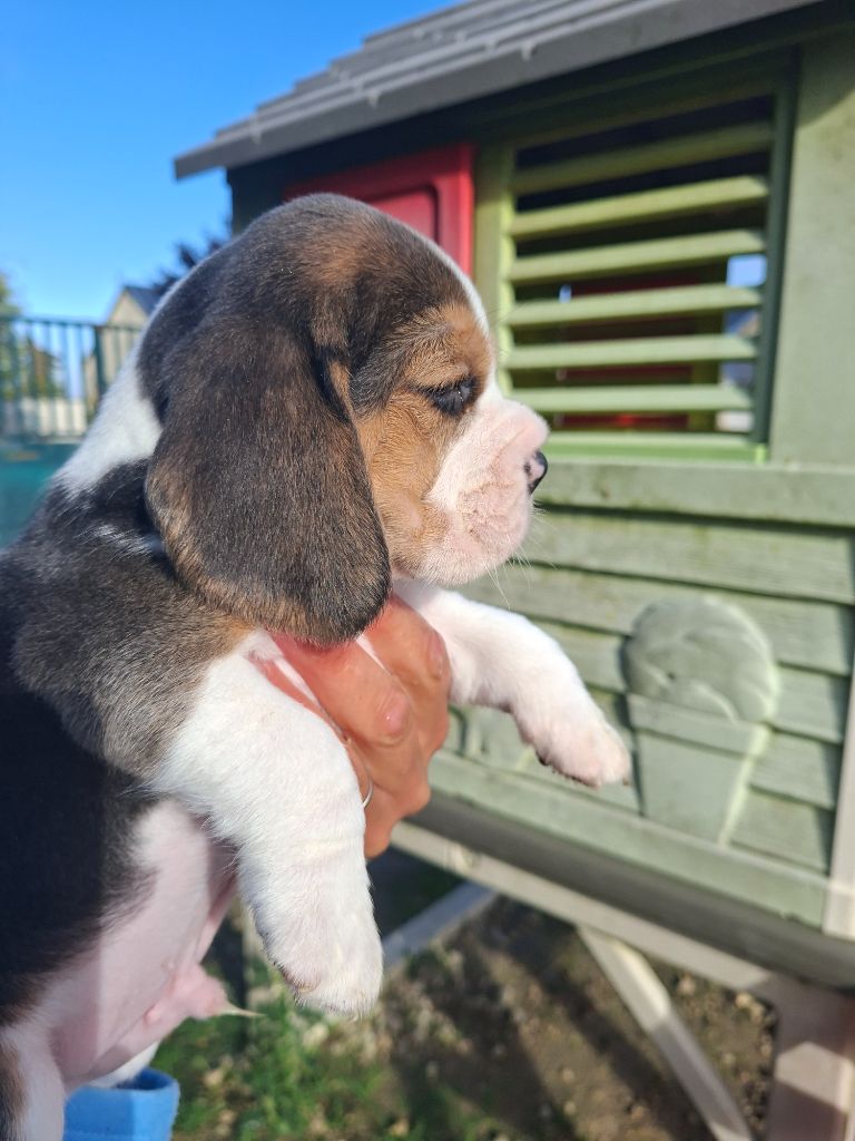 de la vallée du grand loup - Chiots disponibles - Beagle