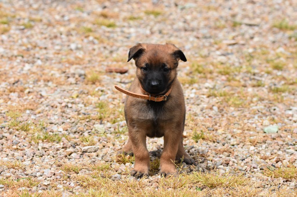 de la vallée du grand loup - Chiots disponibles - Berger Belge