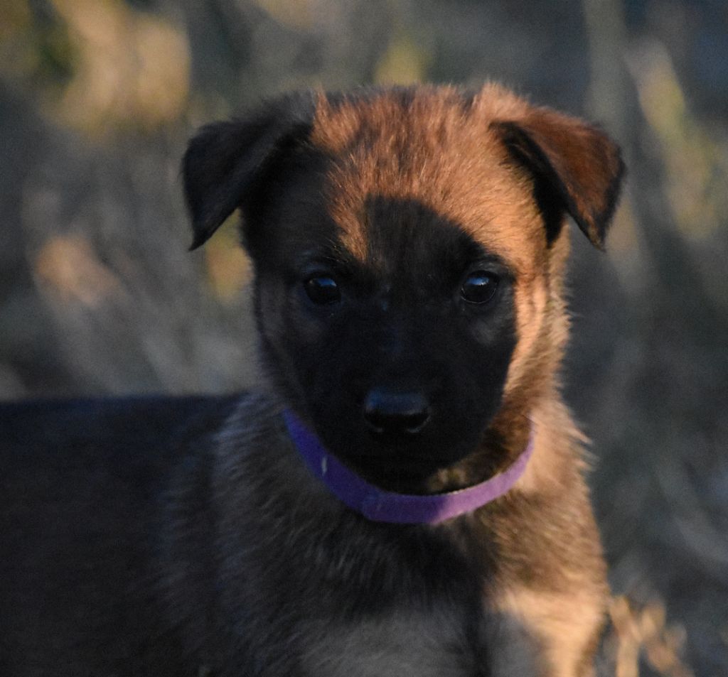 de la vallée du grand loup - Chiots disponibles - Berger Belge