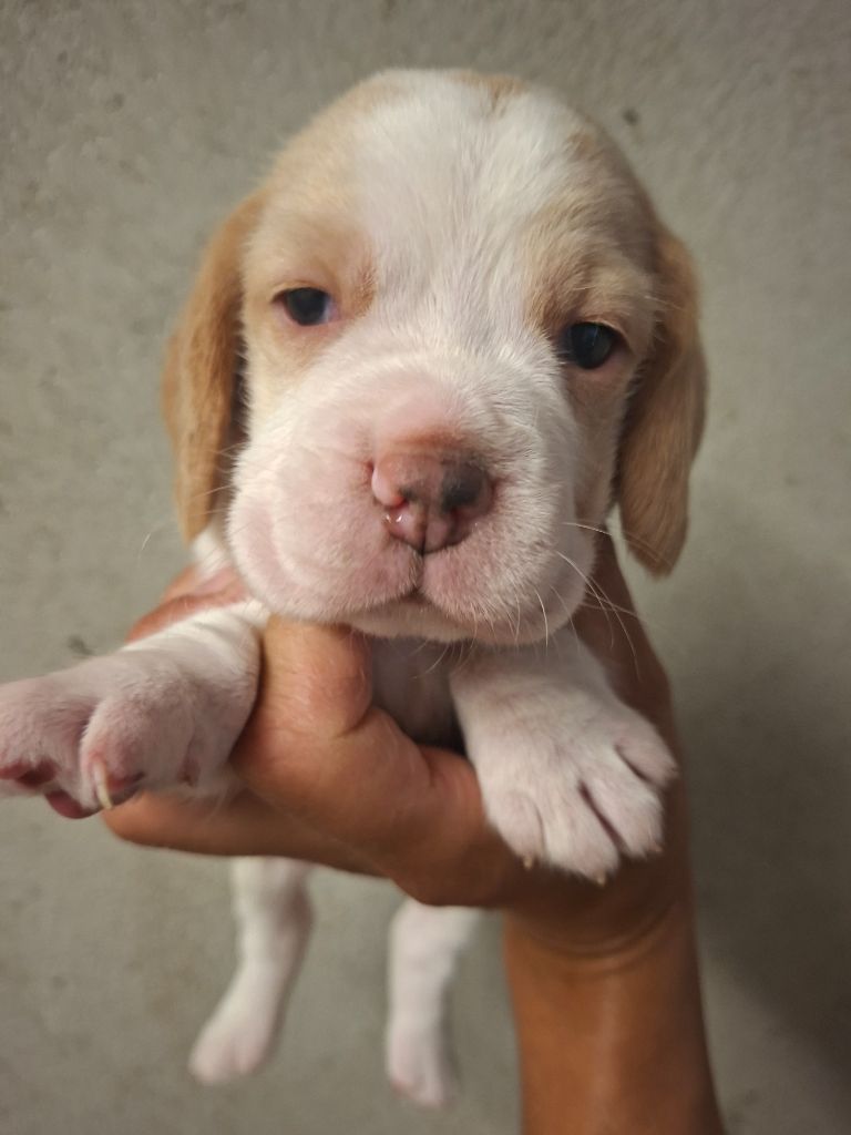 de la vallée du grand loup - Chiots disponibles - Beagle