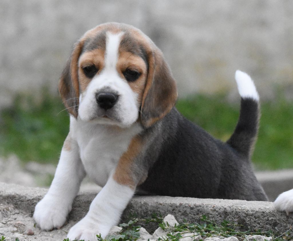 de la vallée du grand loup - Chiots disponibles - Beagle