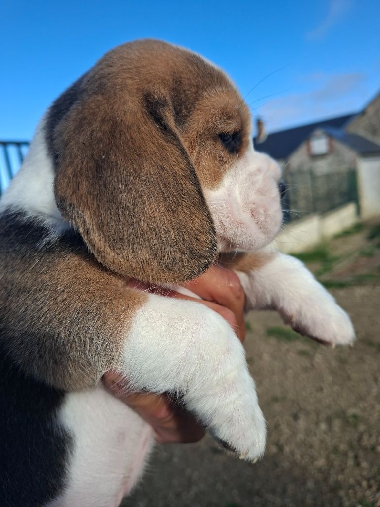 de la vallée du grand loup - Chiots disponibles - Beagle
