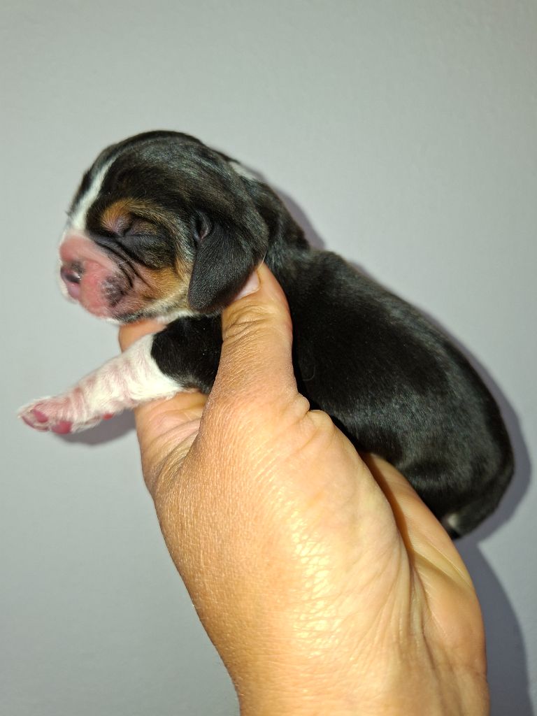 de la vallée du grand loup - Chiots disponibles - Beagle