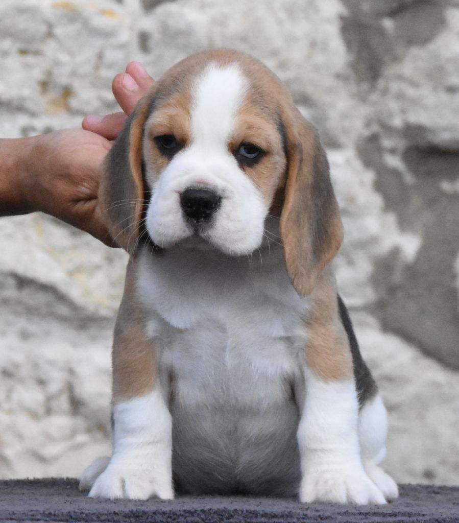de la vallée du grand loup - Chiots disponibles - Beagle