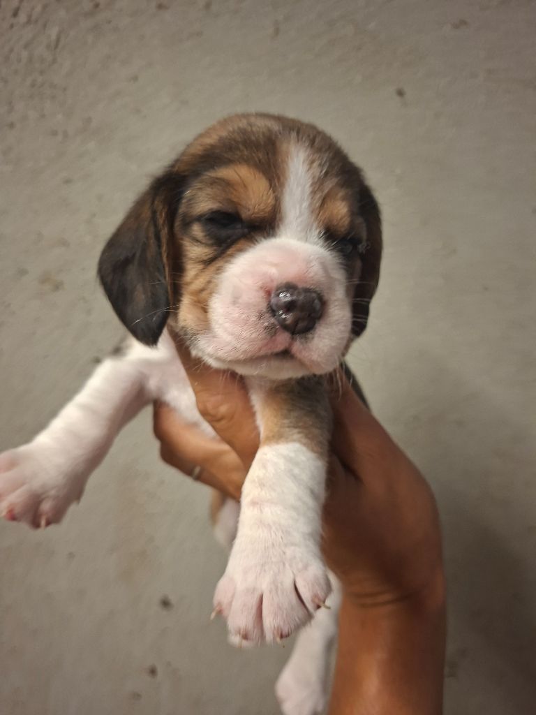 de la vallée du grand loup - Chiots disponibles - Beagle