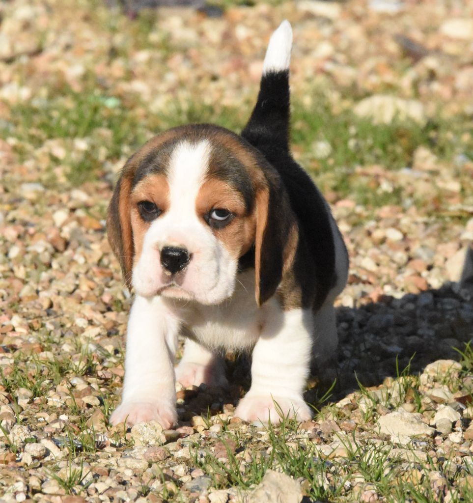 de la vallée du grand loup - Chiots disponibles - Beagle