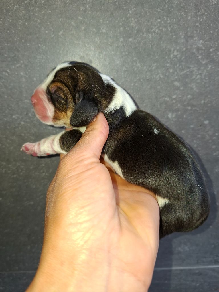 de la vallée du grand loup - Chiots disponibles - Beagle