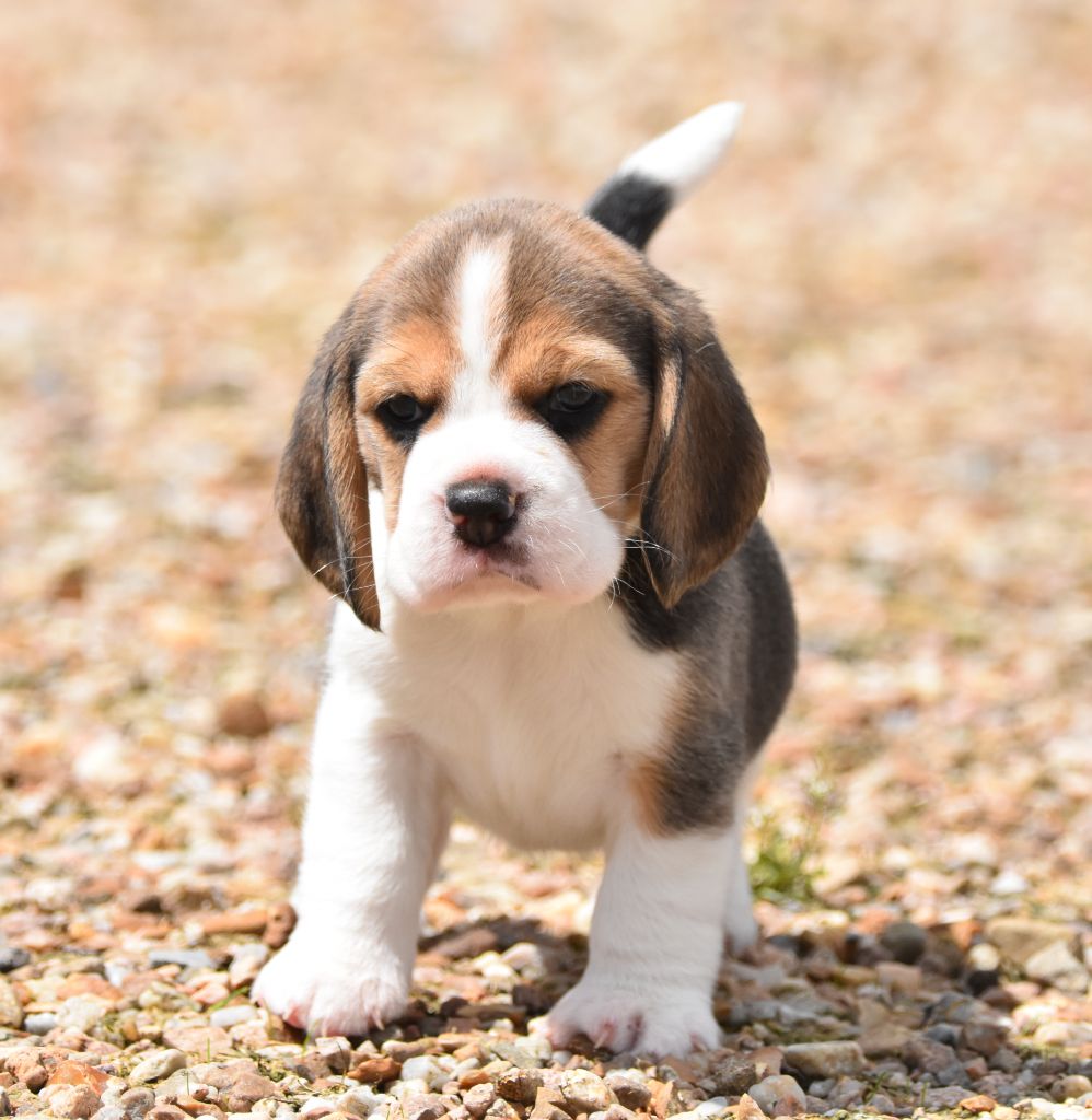 de la vallée du grand loup - Chiots disponibles - Beagle