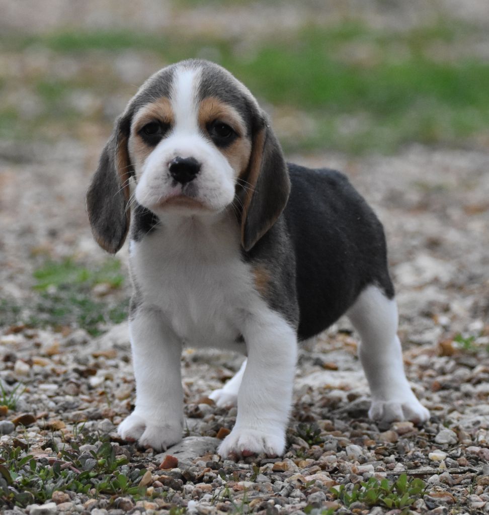 de la vallée du grand loup - Chiots disponibles - Beagle