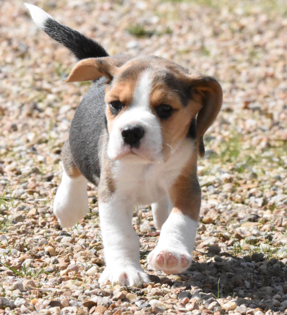 de la vallée du grand loup - Chiots disponibles - Beagle