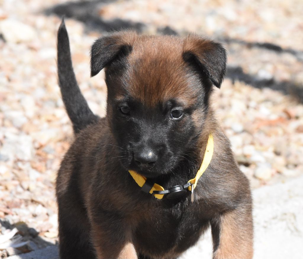 de la vallée du grand loup - Chiots disponibles - Berger Belge
