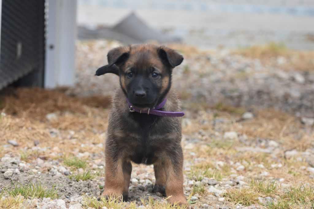 de la vallée du grand loup - Chiots disponibles - Berger Belge