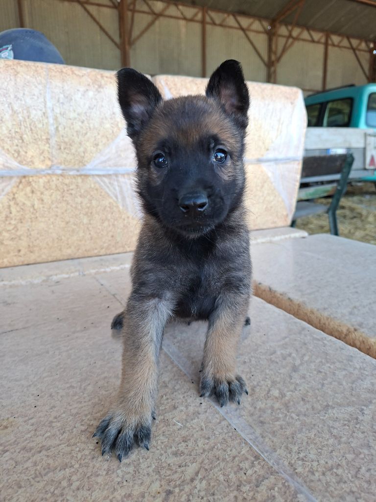 de la vallée du grand loup - Chiots disponibles - Berger Belge