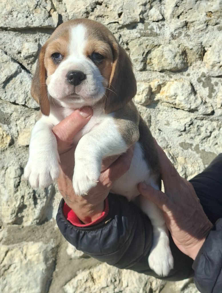 de la vallée du grand loup - Chiots disponibles - Beagle